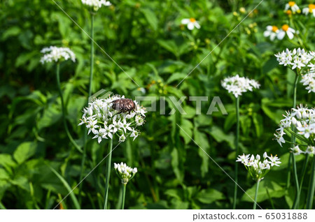 韭菜花,韭菜花季,起陽子,石蒜科 65031888