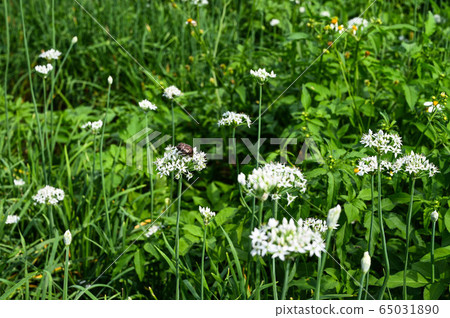 韭菜花,韭菜花季,起陽子,石蒜科 韭菜花,韭菜花季,起陽子,石蒜科 65031890
