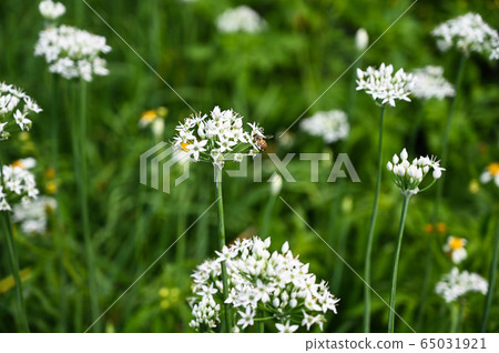 韭菜花,韭菜花季,起陽子,石蒜科 65031921