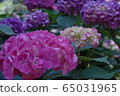  hydrangea 65031965