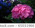Hydrangea on a sunny day 65031966