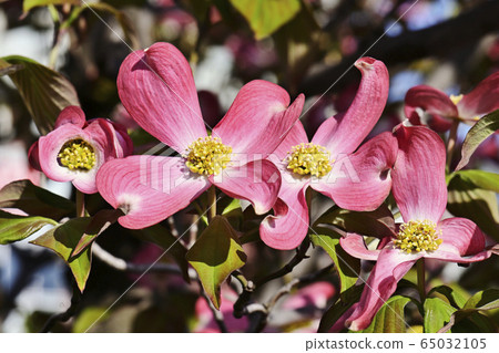 Dogwood 65032105