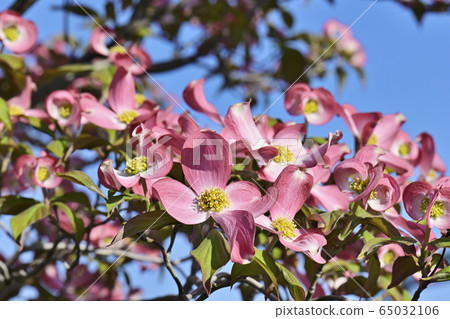 Dogwood 65032106