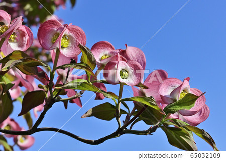 Dogwood 65032109