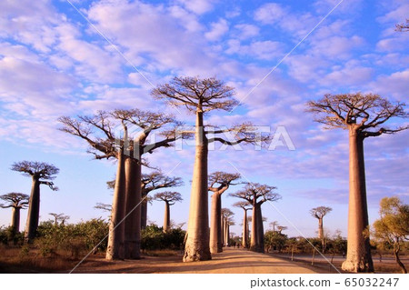 Baobabs Morondava, Madagascar in Madagascar Morondava 65032247