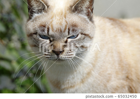 Blue eyes cat Blue eyes cat 65032450