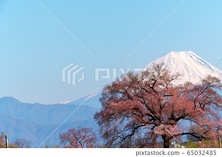 Sakura Fuji 65032485