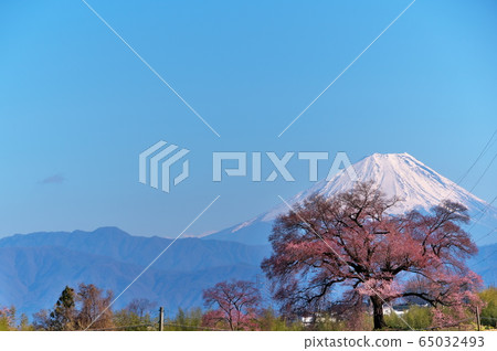 Sakura Fuji 65032493