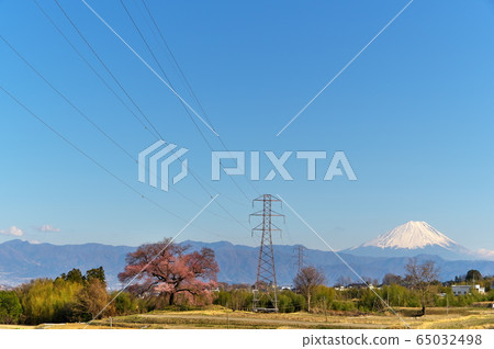 Sakura Fuji 65032498