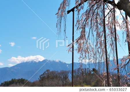 神田的串櫻桃 65033027