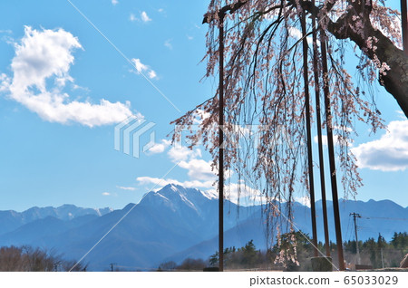 神田的串櫻桃 神田的串櫻桃 65033029