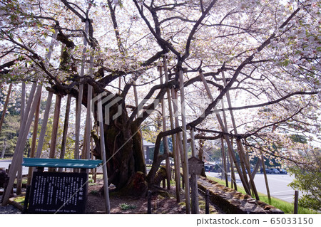 日光林寧寺的三佛堂金剛櫻桃樹 65033150