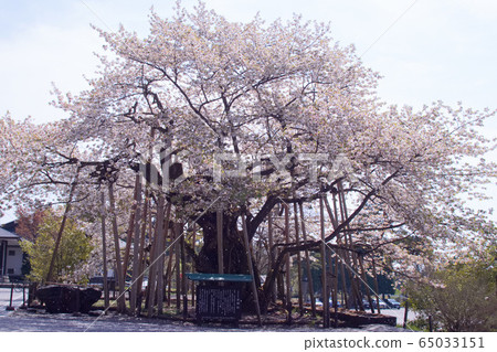 日光林寧寺的三佛堂金剛櫻桃樹 65033151