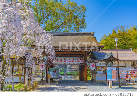 京都春天平原神社Sakigake 京都春天平原神社Sakigake 65033715