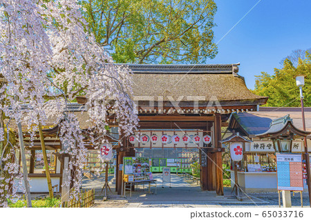 京都春天平原神社Sakigake 京都春天平原神社Sakigake 65033716