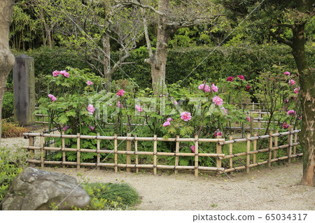 荒尾市宮崎兄弟之家牡丹 荒尾市宮崎兄弟之家牡丹 65034317