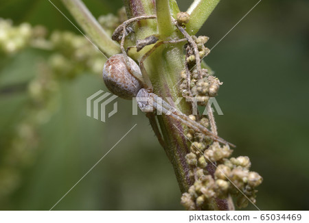 Spider sitting on a plant stem 65034469