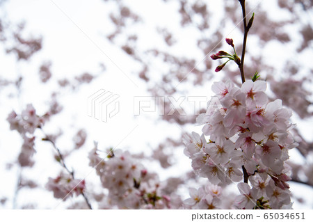 Dark cloudy cherry Dark cloudy cherry 65034651