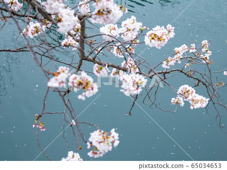 分散的櫻桃樹 65034653