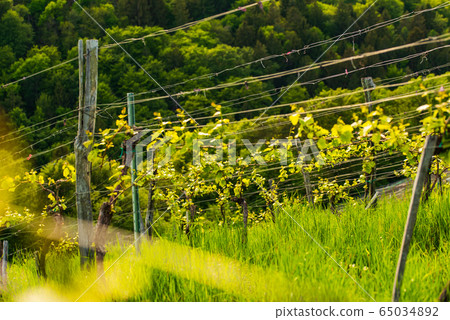 Crops of grape plants cultivated for wine. Spring 65034892