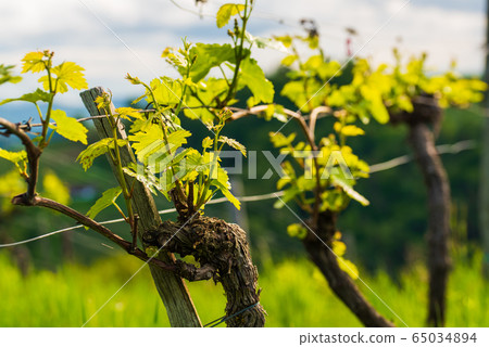 Crops of grape plants cultivated for wine. Spring Crops of grape plants cultivated for wine. Spring 65034894