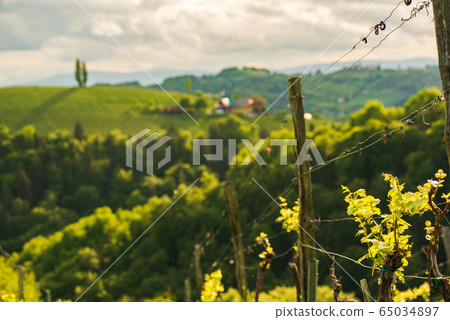Crops of grape plants cultivated for wine. Spring Crops of grape plants cultivated for wine. Spring 65034897