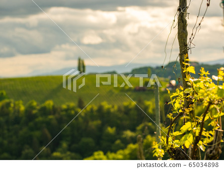 Crops of grape plants cultivated for wine. Spring Crops of grape plants cultivated for wine. Spring 65034898