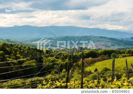 Crops of grape plants cultivated for wine. Spring Crops of grape plants cultivated for wine. Spring 65034901