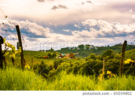 Austria vineyards in spring landscape. Leibnitz 65034902