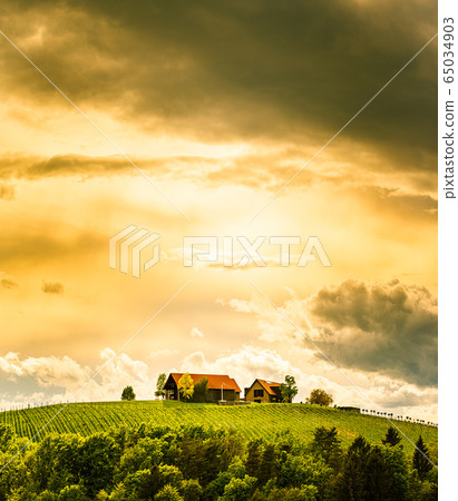 Austria vineyards in spring landscape. Leibnitz 65034903