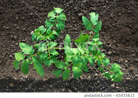 tomato seedlings growing in a greenhouse - 65035615