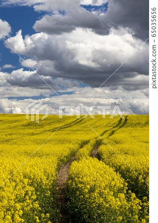 Rapeseed field in Central Bohemia, Czech Republic Rapeseed field in Central Bohemia, Czech Republic 65035656