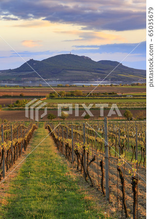 Vineyard Sonberk and Palava hills, Southern Vineyard Sonberk and Palava hills, Southern 65035679