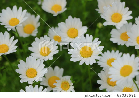 White daisies White daisies 65035681