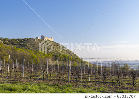 Spring landscape near Pavlov with Devicky ruins in Spring landscape near Pavlov with Devicky ruins in 65035707