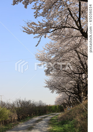 Sa玉市禦堂區Minuma替代水西緣的櫻花樹 65036034