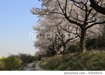 Sa玉市禦堂區Minuma替代水西緣的櫻花樹 65036035
