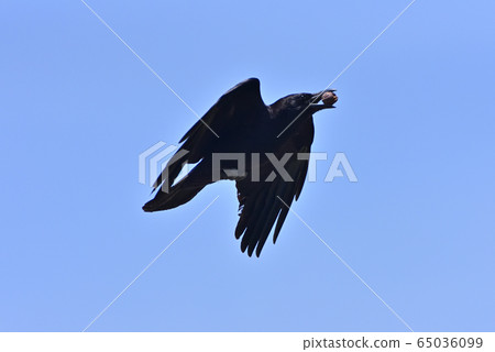 A crow holding a walnut 65036099