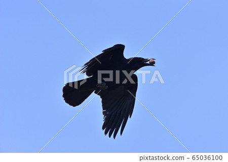 A crow holding a walnut 65036100