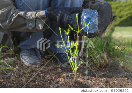 Planting Climatis seedling in the garden. Planting Climatis seedling in the garden. 65036231
