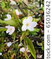 Sakura 65036242