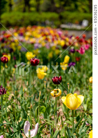 首爾森林郁金香 65036295