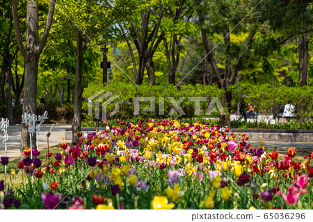 首爾森林郁金香 65036296