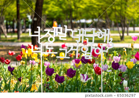 首爾森林郁金香 65036297