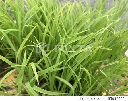 Rice planting seedling 2 65036321