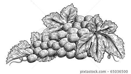 Bunch Of Grapes On Vine With Leaves Bunch Of Grapes On Vine With Leaves 65036500