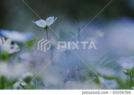 Nemophila Nemophila 65036766