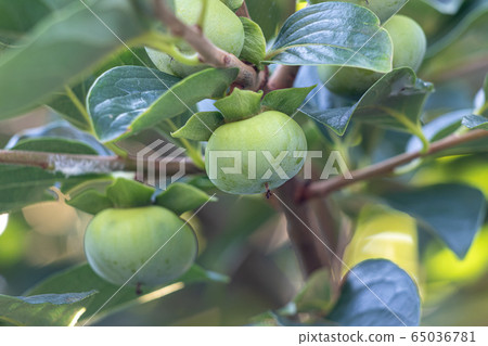 Immature persimmon 65036781