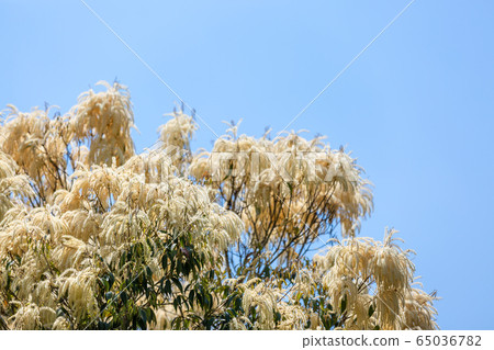 Flower of shy 65036782