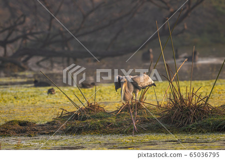 stork, bird, migratory bird 65036795